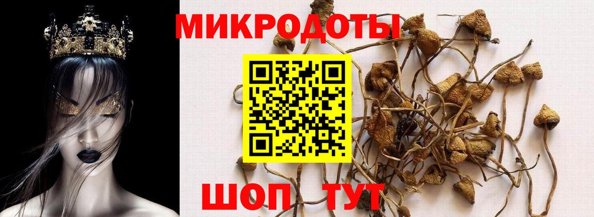Псилоцибиновые грибы GOLDEN TEACHER Тверь